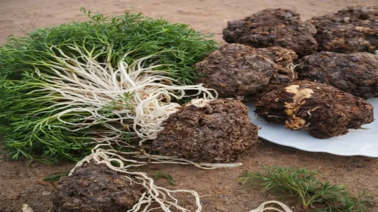 فوائد عشبة التالغودة